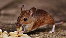 24 Hour & Emergency Exterminators in Mt Valley, AR